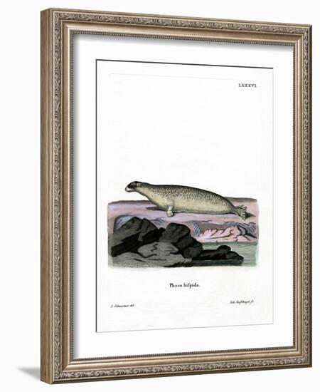 Ringed Seal-null-Framed Giclee Print