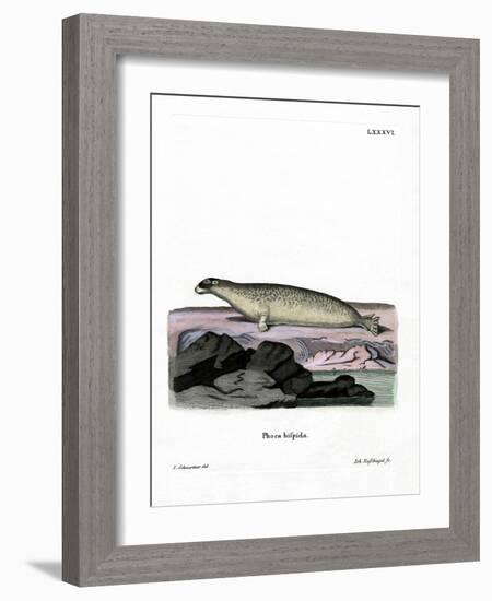 Ringed Seal-null-Framed Giclee Print