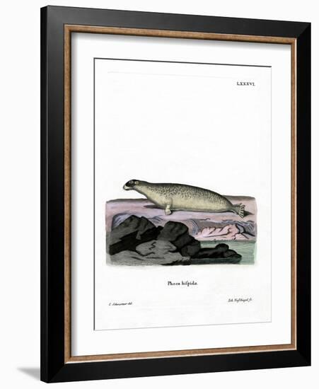 Ringed Seal-null-Framed Giclee Print