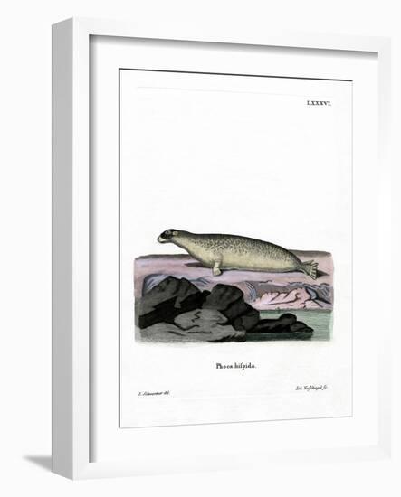 Ringed Seal-null-Framed Giclee Print