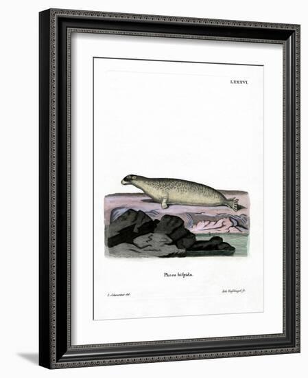 Ringed Seal-null-Framed Giclee Print