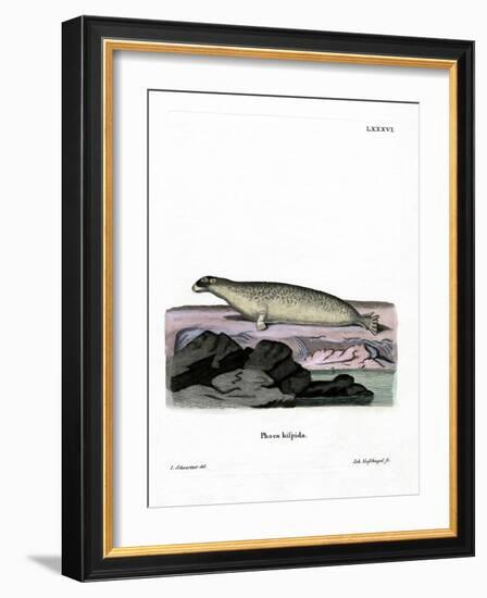 Ringed Seal-null-Framed Giclee Print