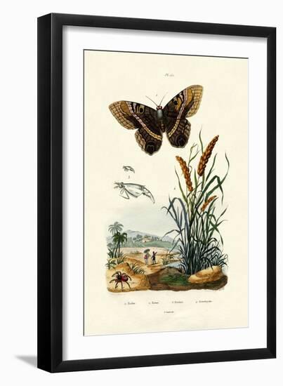 Ringlet, 1833-39-null-Framed Giclee Print