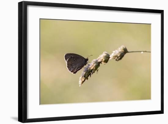 Ringlet Butterfly on a Blade of Grass-Jurgen Ulmer-Framed Photographic Print