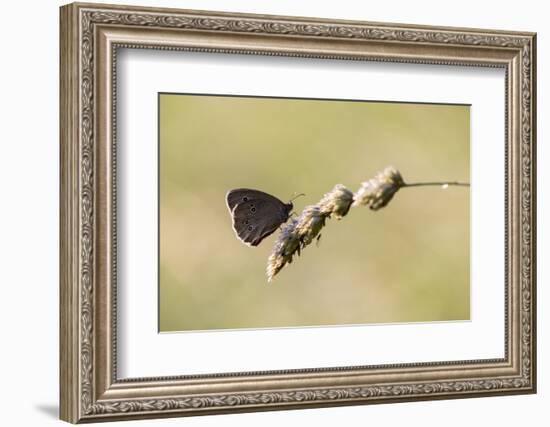 Ringlet Butterfly on a Blade of Grass-Jurgen Ulmer-Framed Photographic Print