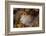 Ringneck blenny head portrait, Italy, Tyrrhenian Sea-Franco Banfi-Framed Photographic Print