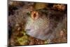 Ringneck blenny head portrait, Italy, Tyrrhenian Sea-Franco Banfi-Mounted Photographic Print