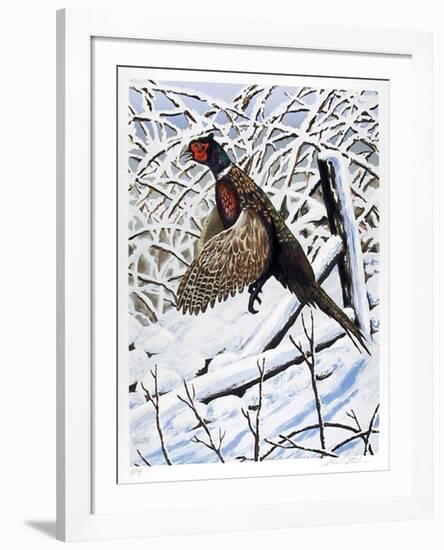 Ringnecked Pheasant-Allen Friedman-Framed Collectable Print