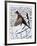 Ringnecked Pheasant-Allen Friedman-Framed Collectable Print