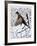 Ringnecked Pheasant-Allen Friedman-Framed Collectable Print