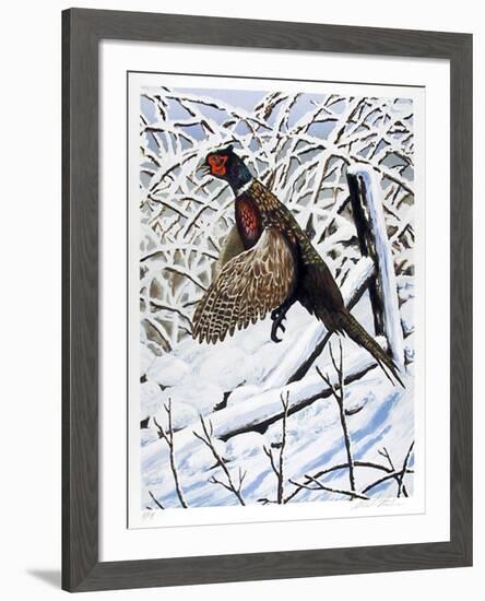 Ringnecked Pheasant-Allen Friedman-Framed Collectable Print