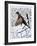 Ringnecked Pheasant-Allen Friedman-Framed Collectable Print