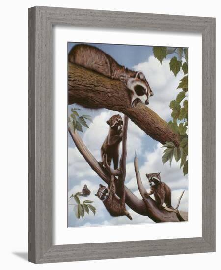 Ringtail Reveille-Rusty Frentner-Framed Giclee Print