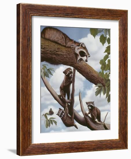 Ringtail Reveille-Rusty Frentner-Framed Giclee Print