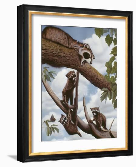 Ringtail Reveille-Rusty Frentner-Framed Giclee Print