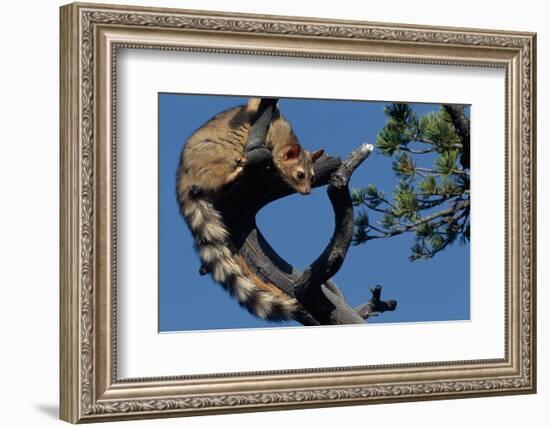 Ringtail Sitting in Pine Tree-W. Perry Conway-Framed Photographic Print