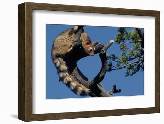Ringtail Sitting in Pine Tree-W. Perry Conway-Framed Photographic Print