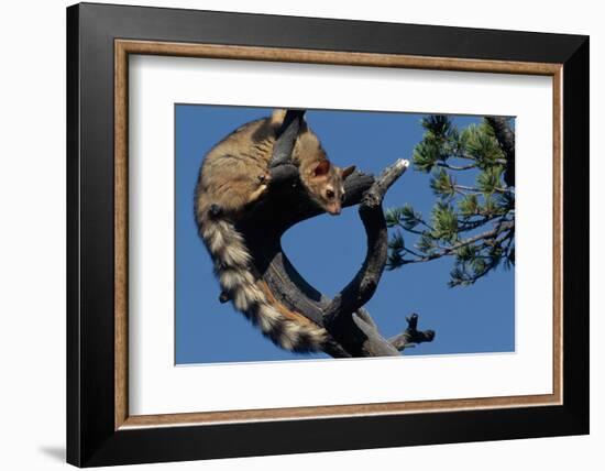 Ringtail Sitting in Pine Tree-W. Perry Conway-Framed Photographic Print