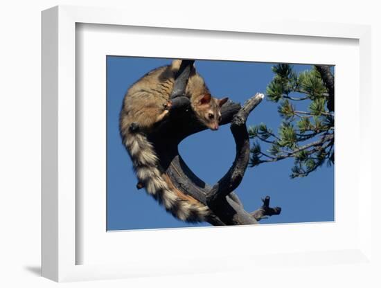 Ringtail Sitting in Pine Tree-W. Perry Conway-Framed Photographic Print