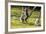 Ringtailed Lemurs Playing (Lemur Catta) Nahampoana Reserve, South Madagascar, Africa-Konrad Wothe-Framed Photographic Print