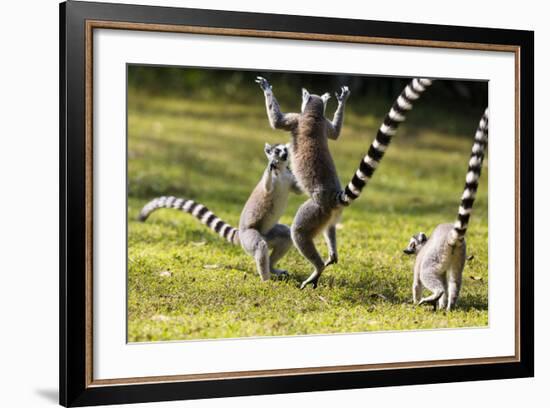 Ringtailed Lemurs Playing (Lemur Catta) Nahampoana Reserve, South Madagascar, Africa-Konrad Wothe-Framed Photographic Print