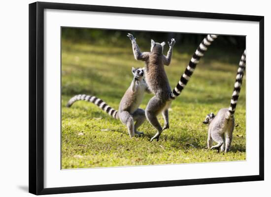 Ringtailed Lemurs Playing (Lemur Catta) Nahampoana Reserve, South Madagascar, Africa-Konrad Wothe-Framed Photographic Print