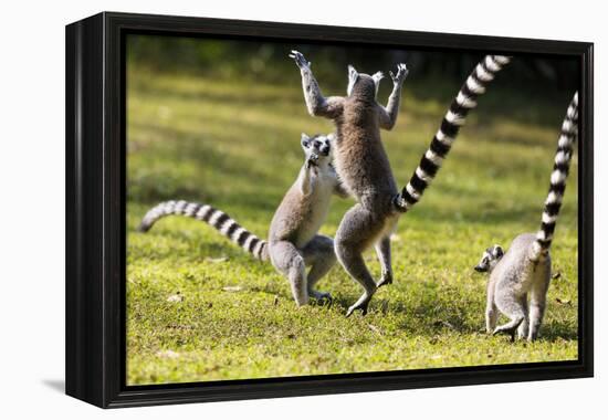 Ringtailed Lemurs Playing (Lemur Catta) Nahampoana Reserve, South Madagascar, Africa-Konrad Wothe-Framed Premier Image Canvas