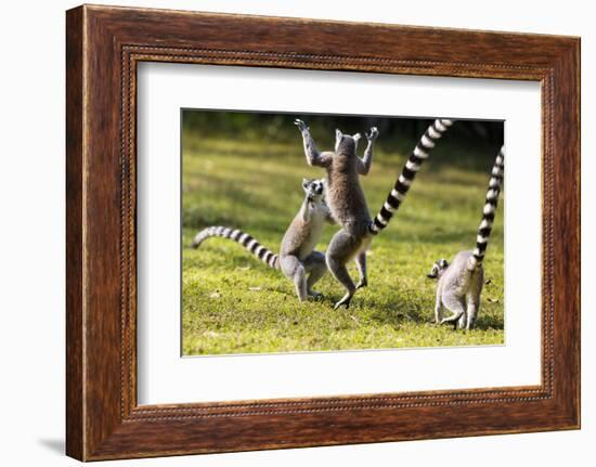 Ringtailed Lemurs Playing (Lemur Catta) Nahampoana Reserve, South Madagascar, Africa-Konrad Wothe-Framed Photographic Print