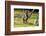 Ringtailed Lemurs Playing (Lemur Catta) Nahampoana Reserve, South Madagascar, Africa-Konrad Wothe-Framed Photographic Print