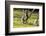 Ringtailed Lemurs Playing (Lemur Catta) Nahampoana Reserve, South Madagascar, Africa-Konrad Wothe-Framed Photographic Print