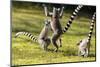Ringtailed Lemurs Playing (Lemur Catta) Nahampoana Reserve, South Madagascar, Africa-Konrad Wothe-Mounted Photographic Print