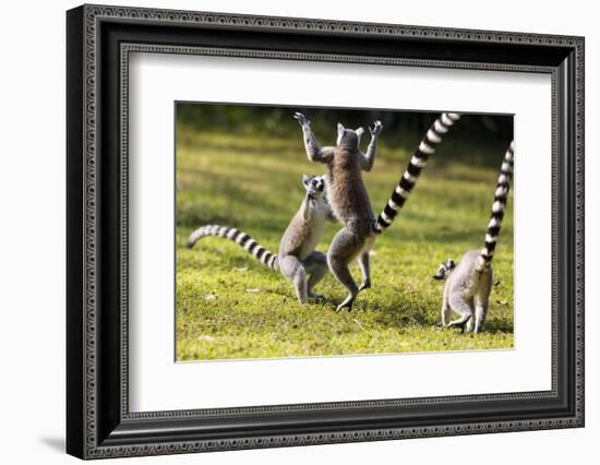 Ringtailed Lemurs Playing (Lemur Catta) Nahampoana Reserve, South Madagascar, Africa-Konrad Wothe-Framed Photographic Print