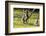 Ringtailed Lemurs Playing (Lemur Catta) Nahampoana Reserve, South Madagascar, Africa-Konrad Wothe-Framed Photographic Print