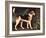 Ringwood, a Brocklesby Foxhound, 1792-George Stubbs-Framed Giclee Print