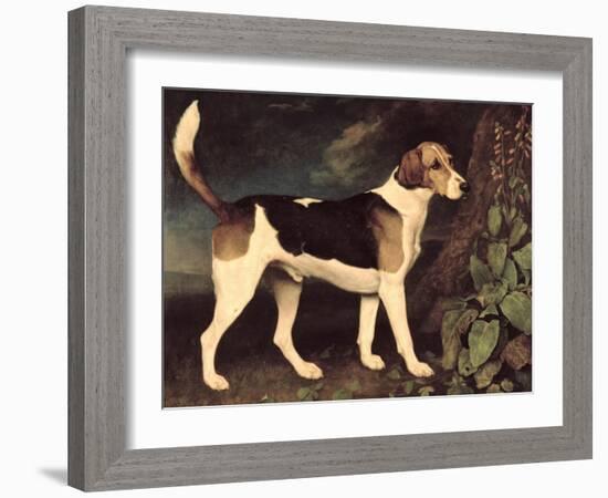 Ringwood, a Brocklesby Foxhound, 1792-George Stubbs-Framed Giclee Print