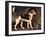 Ringwood, a Brocklesby Foxhound, 1792-George Stubbs-Framed Giclee Print