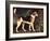 Ringwood, a Brocklesby Foxhound, 1792-George Stubbs-Framed Giclee Print