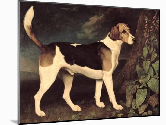 Ringwood, a Brocklesby Foxhound, 1792-George Stubbs-Mounted Giclee Print
