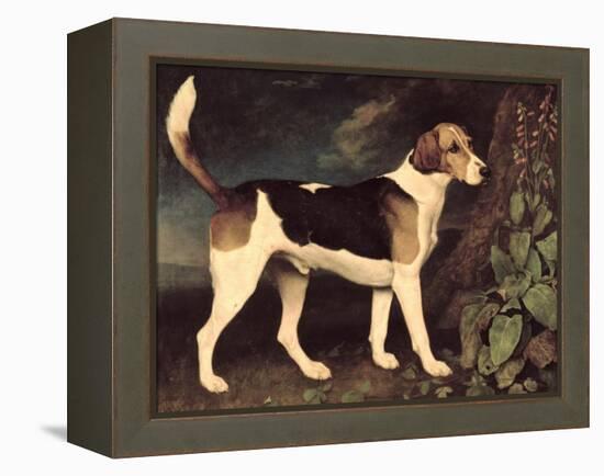 Ringwood, a Brocklesby Foxhound, 1792-George Stubbs-Framed Premier Image Canvas