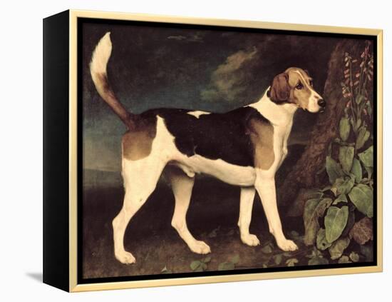 Ringwood, a Brocklesby Foxhound, 1792-George Stubbs-Framed Premier Image Canvas