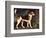 Ringwood, a Brocklesby Foxhound, 1792-George Stubbs-Framed Premium Giclee Print