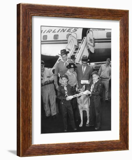 Rintintin Arrives in Washington, D.C. with a Group of Boy Scouts on April 9, 1959-null-Framed Photo