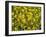 Rio Carnival, Rio de Janeiro, Brazil-Demetrio Carrasco-Framed Photographic Print