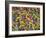 Rio Carnival, Rio De Janeiro, Brazil-Demetrio Carrasco-Framed Photographic Print