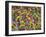 Rio Carnival, Rio De Janeiro, Brazil-Demetrio Carrasco-Framed Photographic Print