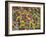 Rio Carnival, Rio De Janeiro, Brazil-Demetrio Carrasco-Framed Photographic Print