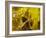 Rio Carnival, Rio De Janeiro, Brazil-Demetrio Carrasco-Framed Photographic Print