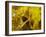 Rio Carnival, Rio De Janeiro, Brazil-Demetrio Carrasco-Framed Photographic Print