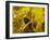 Rio Carnival, Rio De Janeiro, Brazil-Demetrio Carrasco-Framed Photographic Print