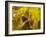 Rio Carnival, Rio De Janeiro, Brazil-Demetrio Carrasco-Framed Photographic Print